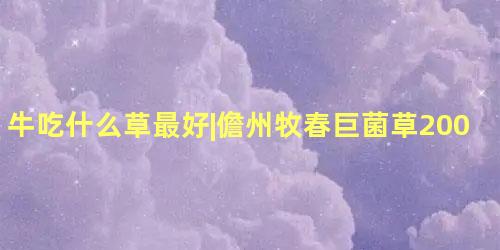 牛吃什么草最好|儋州牧春巨菌草200元
